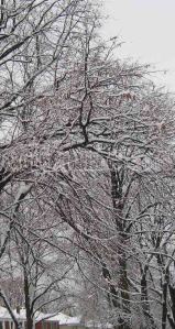 snow-branches